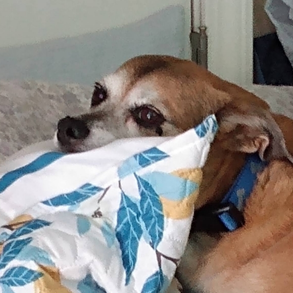 Meet your Posher, Charlieoh - Picture 1 of 1